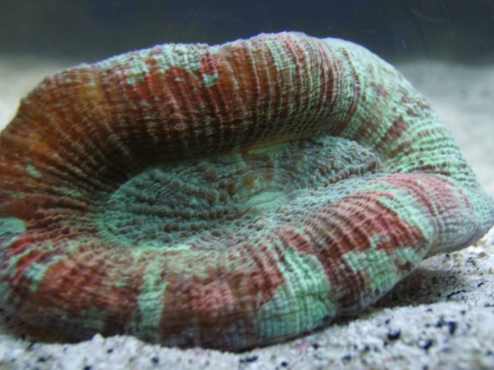 jayfish092.jpg