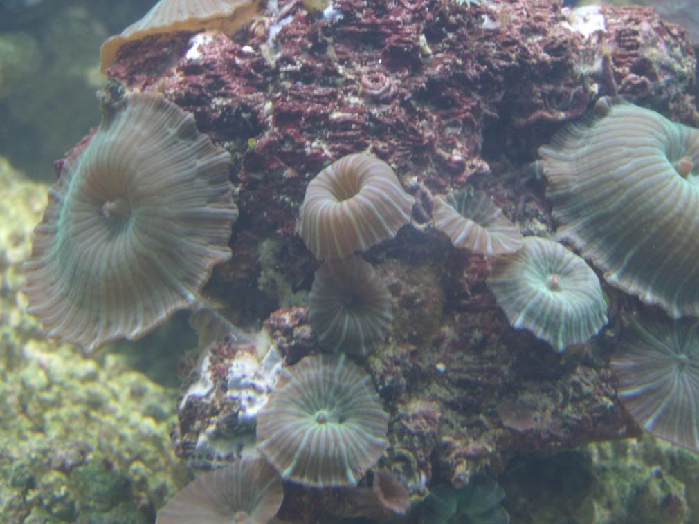 jayfish066.jpg