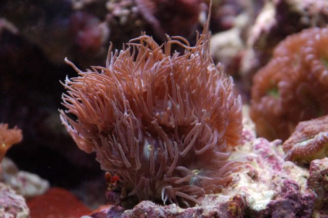120g_duncan02.jpg