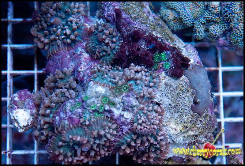 Coral_22.jpg