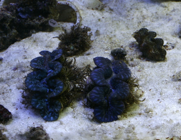 clamsthree.jpg