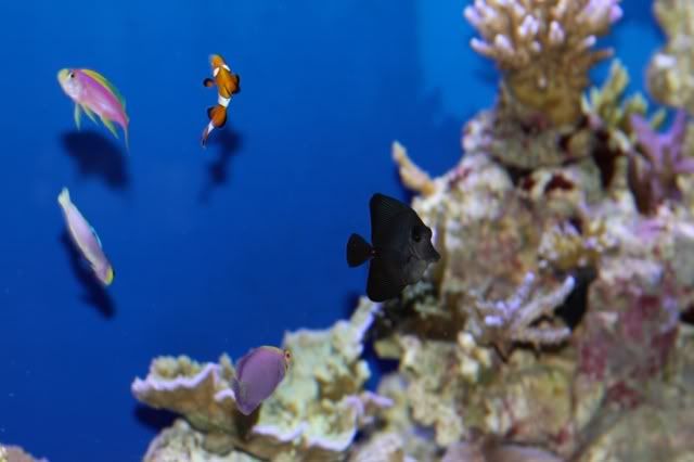 fish.jpg