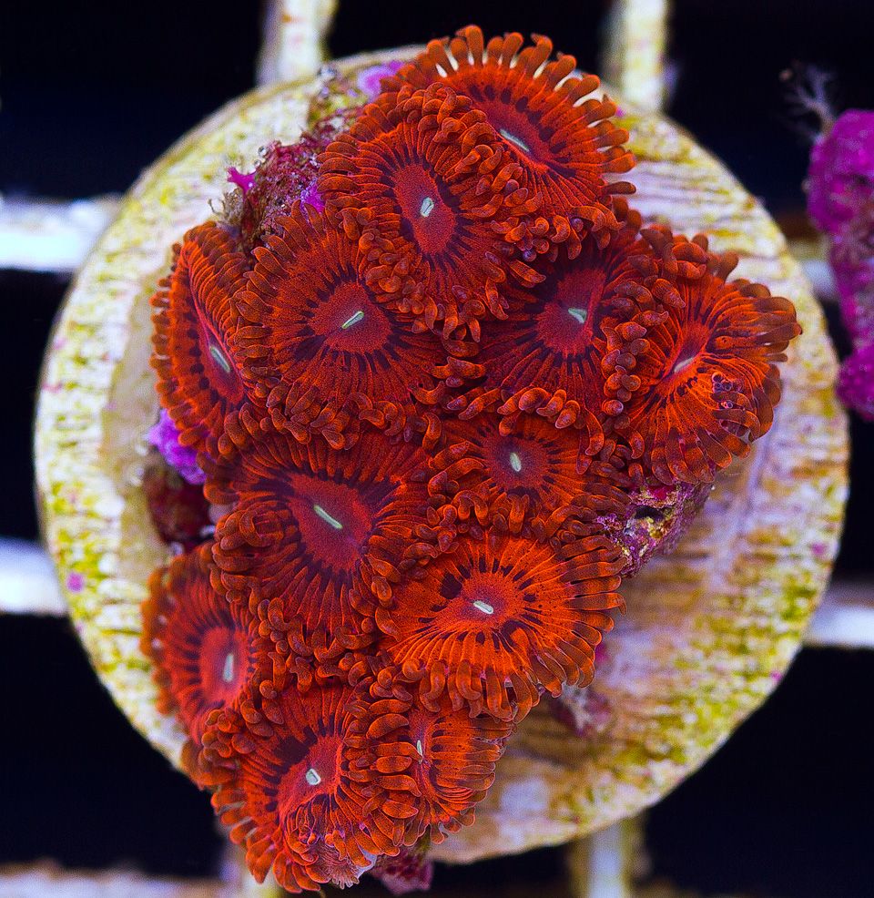 anewcoral_32-3.jpg