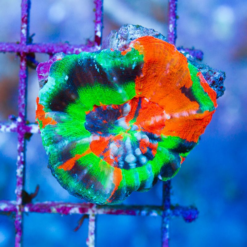 anewcoralsa233b.jpg~original