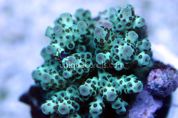 acro6_macro.jpg