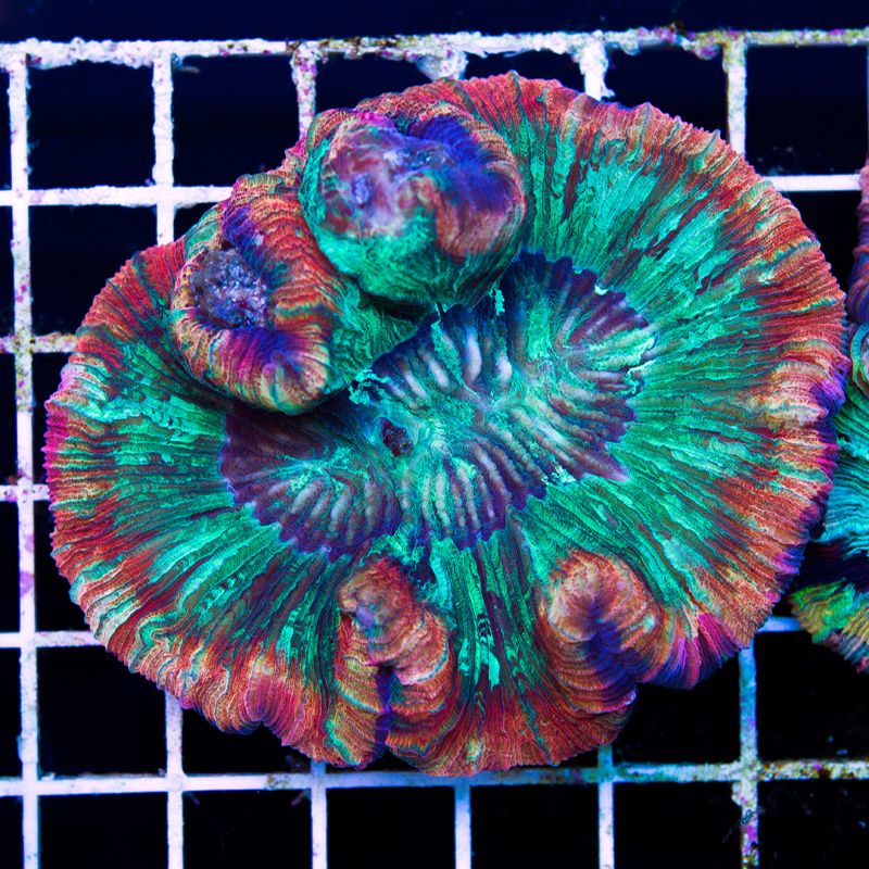 newcoral1540b.jpg