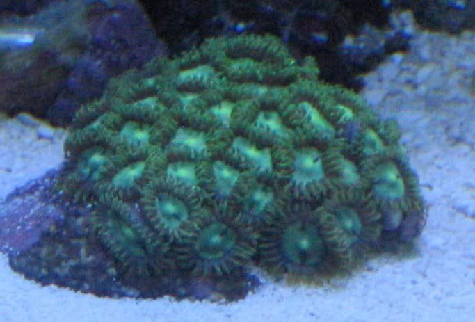 65g_neongreenzoas.jpg