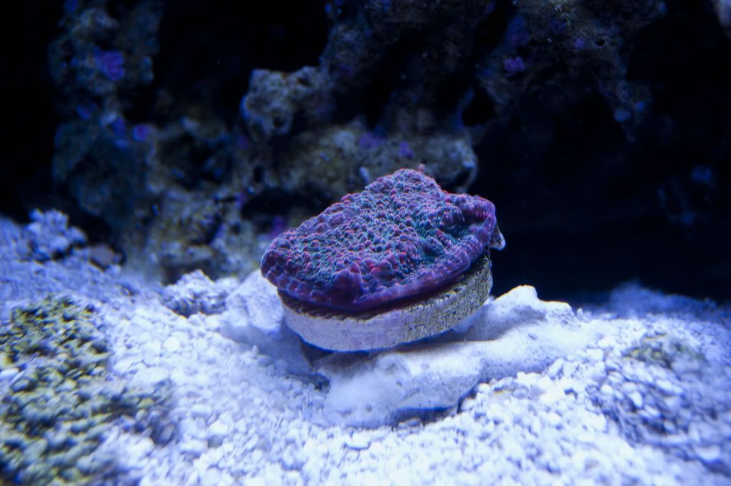 DSC_0370_1.jpg