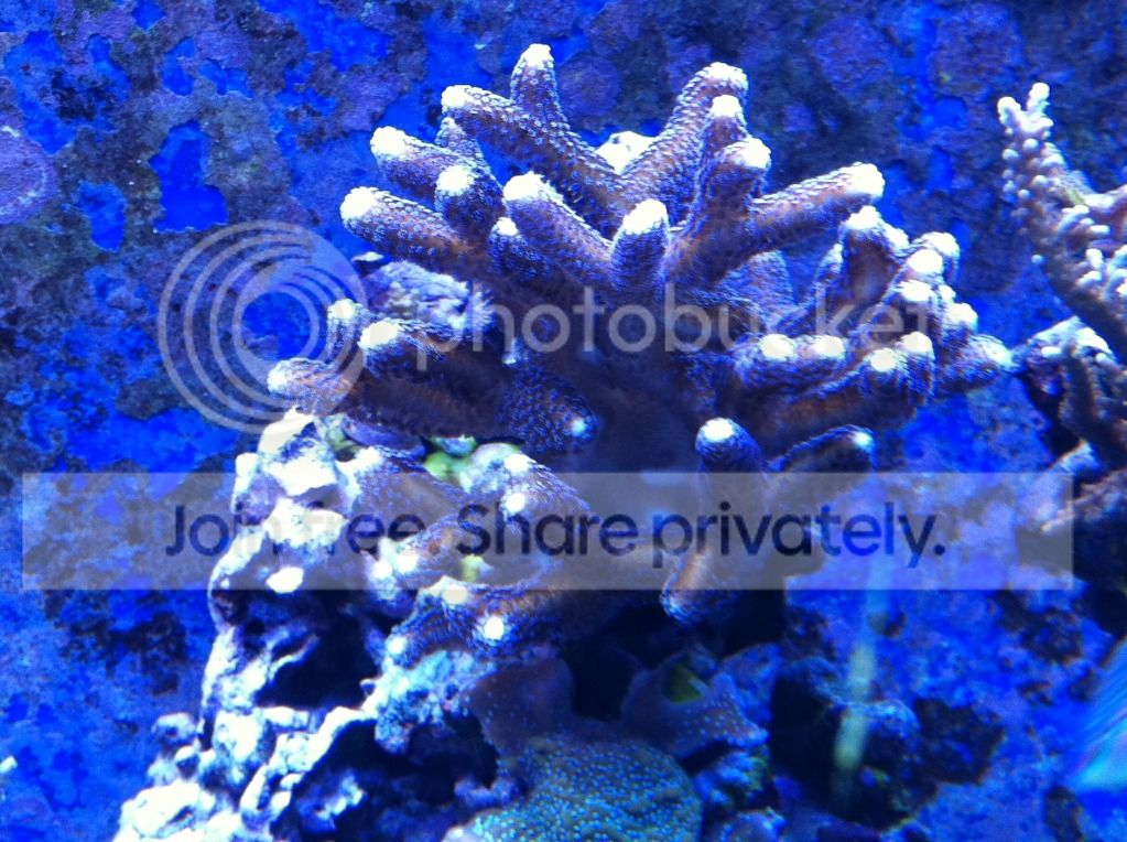PurpleStylo12-3-11.jpg
