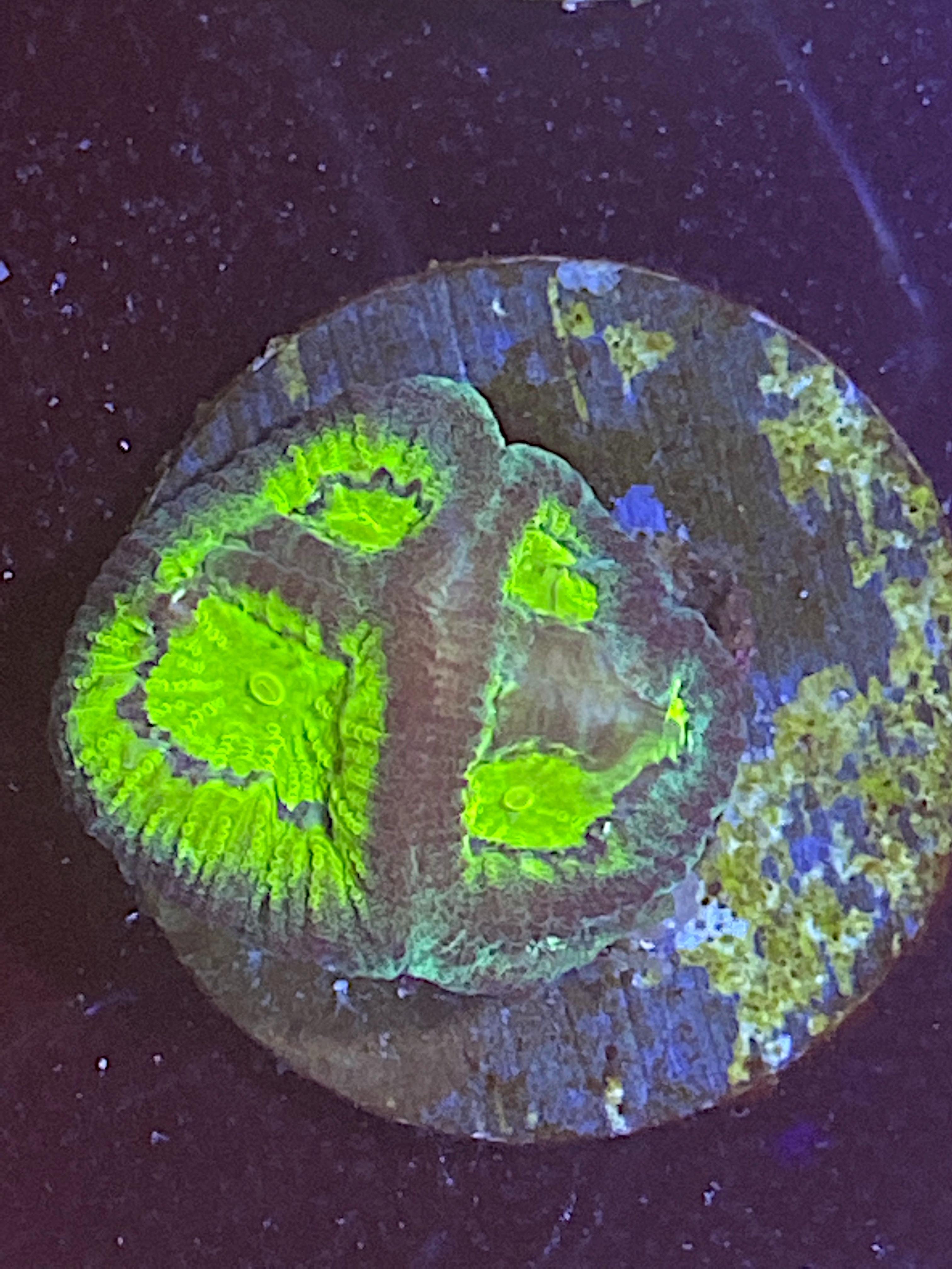 b79533701b0a4fe7e870edc0e808119e.plist