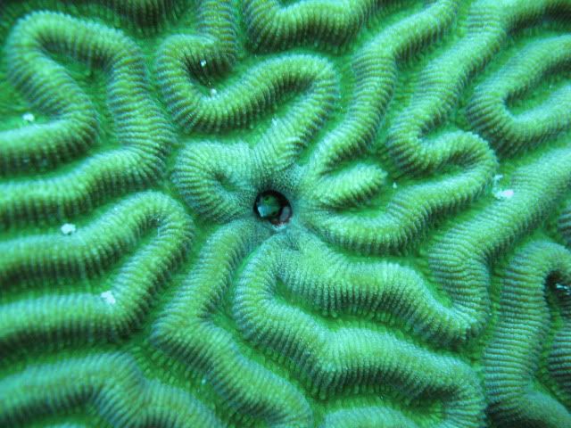 GrandCayman2010peekaboo.jpg