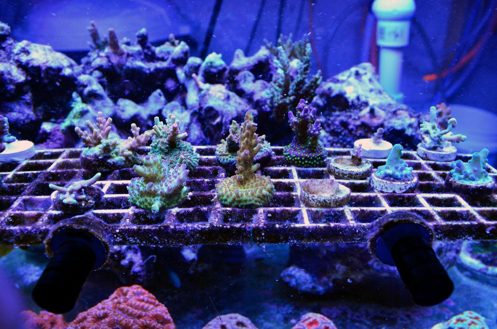 Frag%20Rack%206_zpssq9jn6hw.jpg