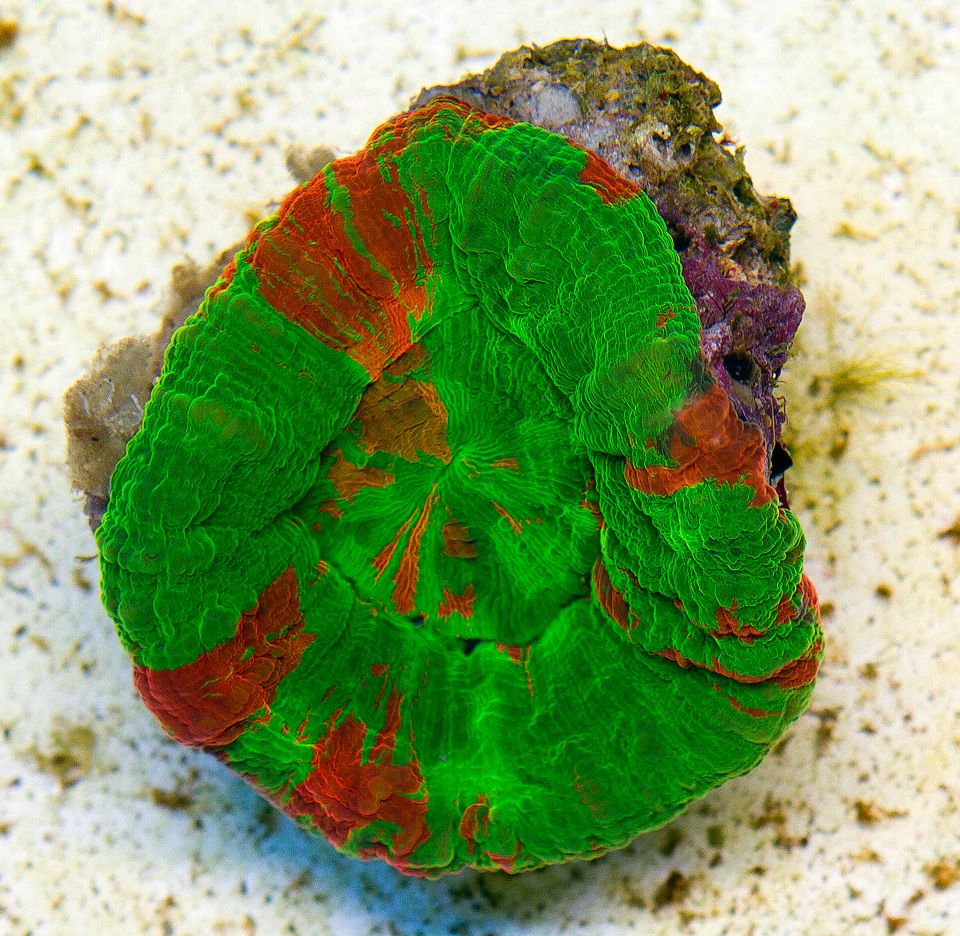 A-new-coral_35.jpg