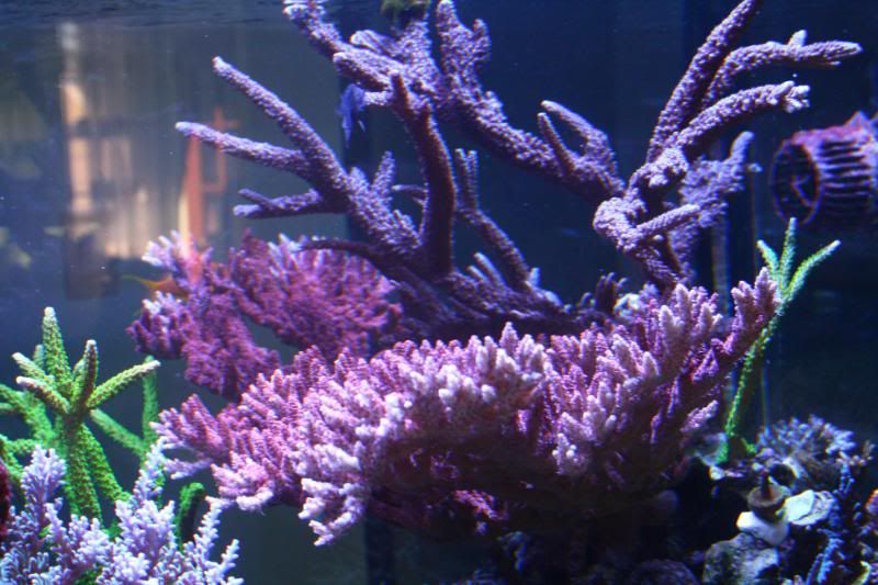 redtablepurpleslimer0051.jpg