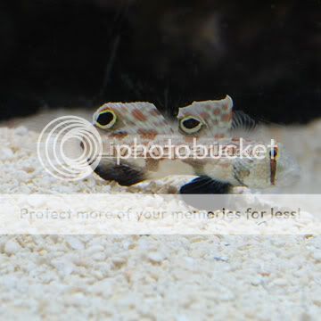 p-71536-Two-Spot-Goby.jpg