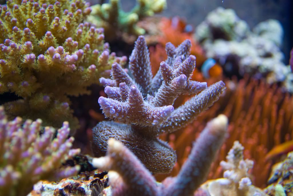 Blue-millepora.jpg