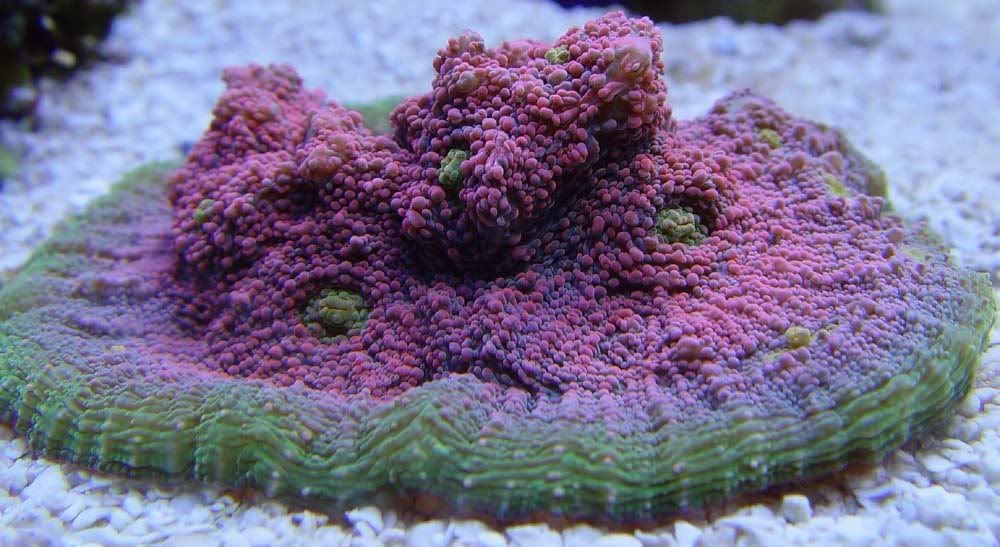 watermelon2.jpg