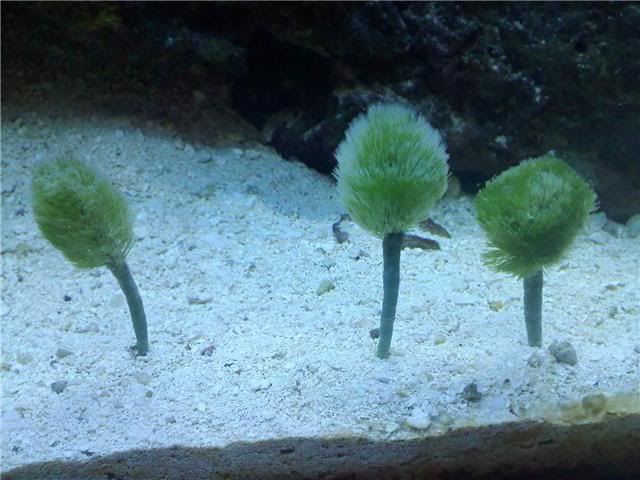 plants.jpg