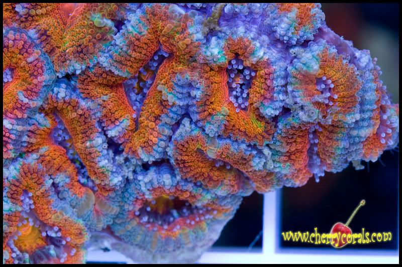 NewCorals072copy.jpg