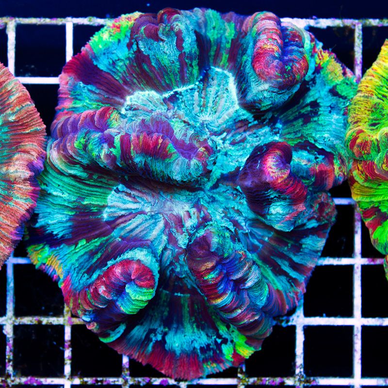 newcoral1541b.jpg