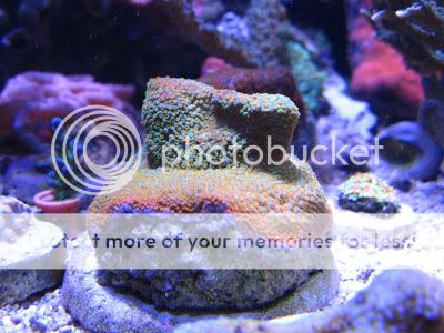 RainbowMontipora-1.jpg