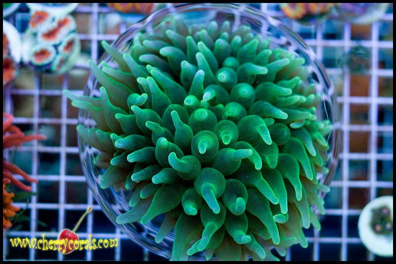 NewCorals365copy.jpg