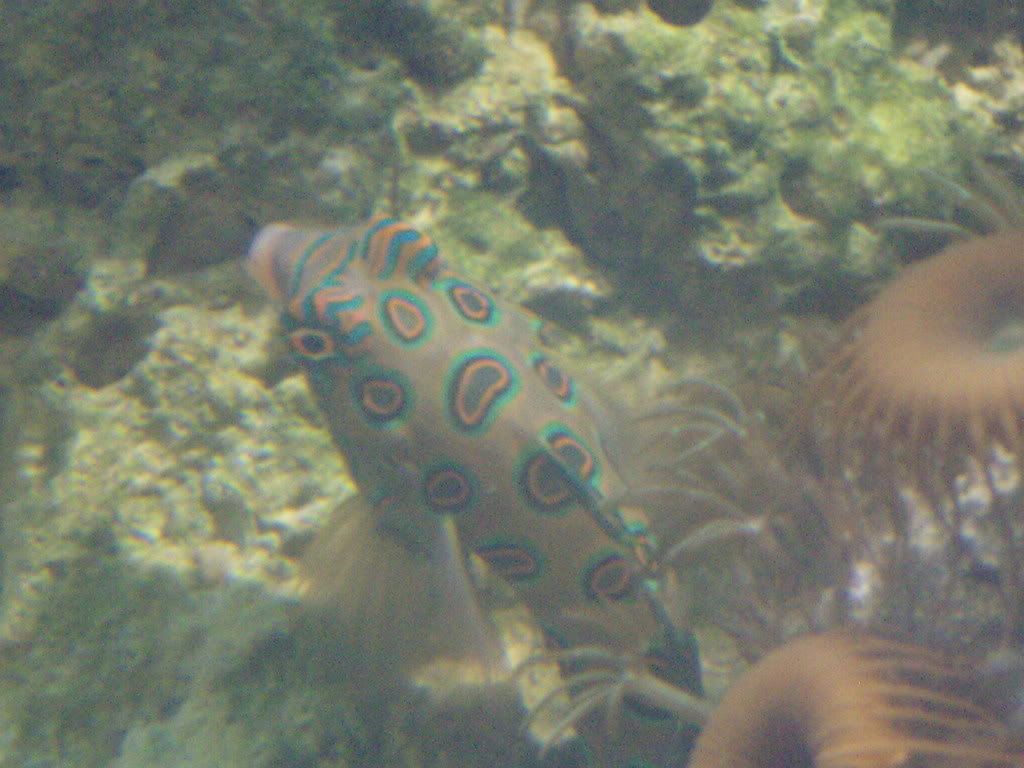 jayfish164.jpg