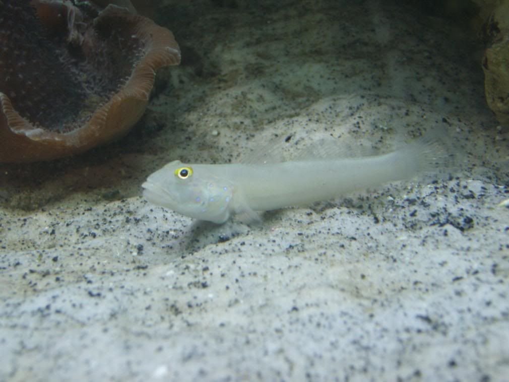 jayfish045.jpg