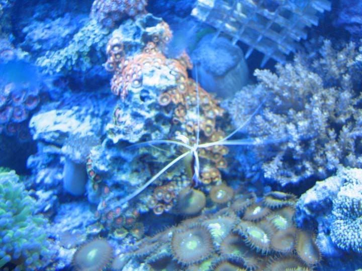 zooshrimp.jpg