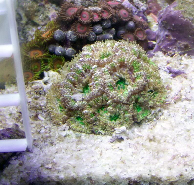 greenacan2.jpg