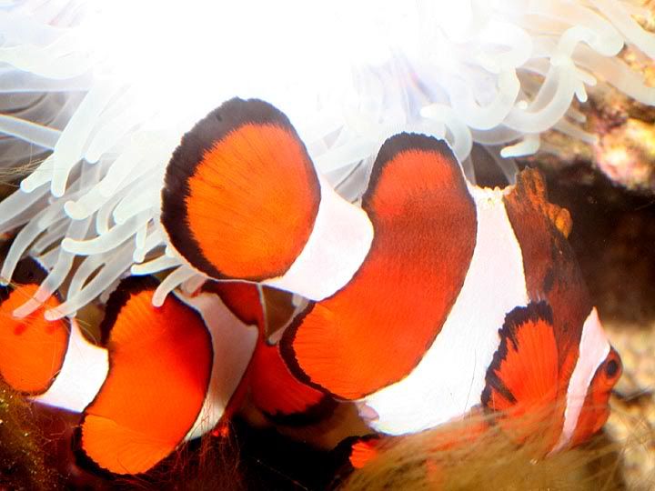 Clownfishpair002.jpg