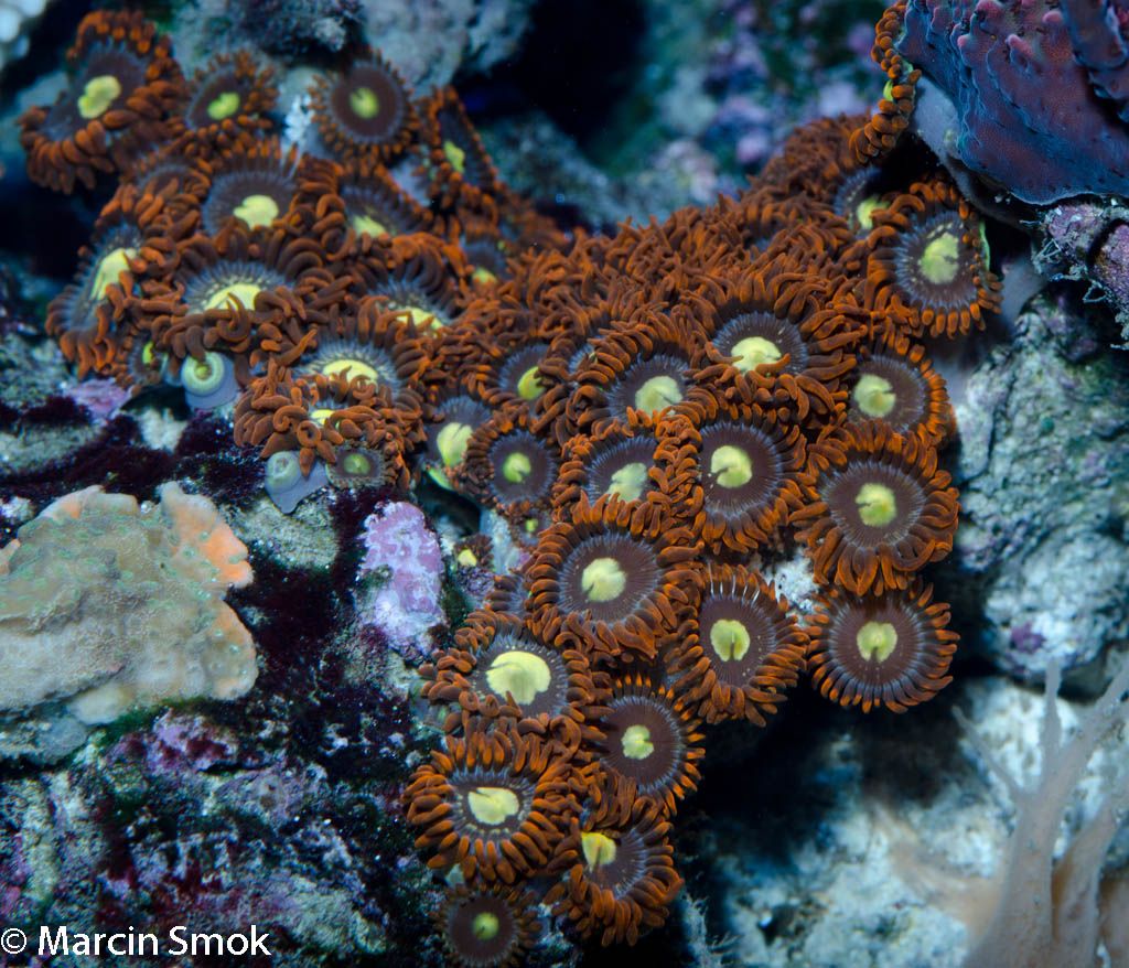 zoanthids2.jpg