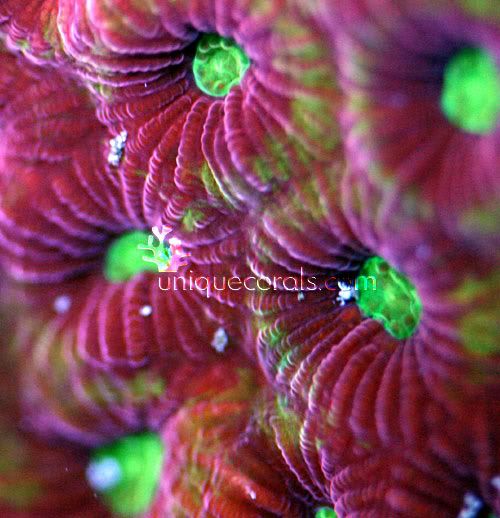 halo_warcoral_favia_macro.jpg