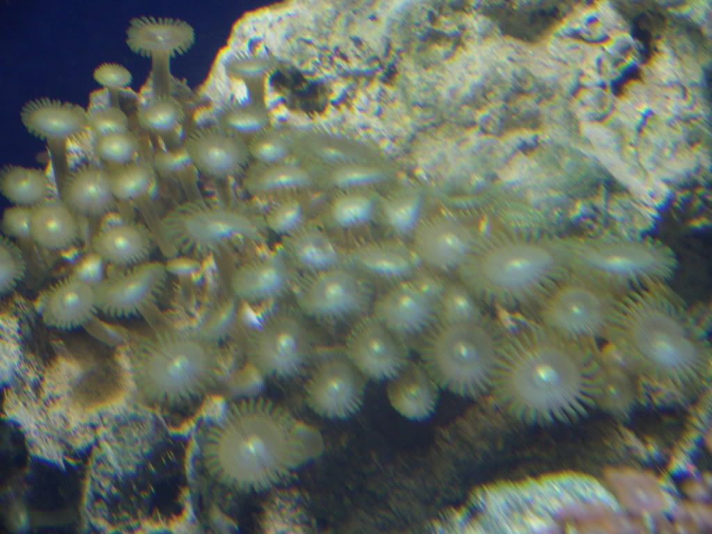 jayfish177.jpg