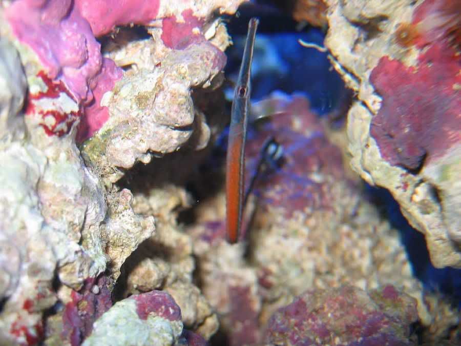 pipefish.jpg