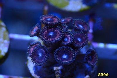 DSC_8596_zpsatx2zoas.jpg