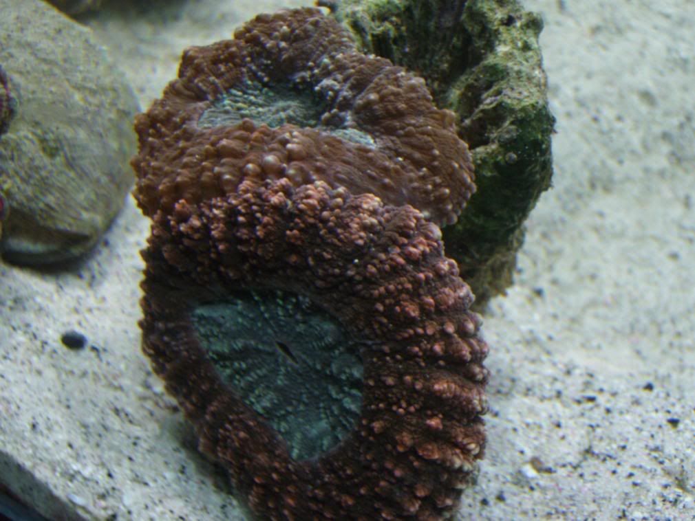 jayfish088.jpg