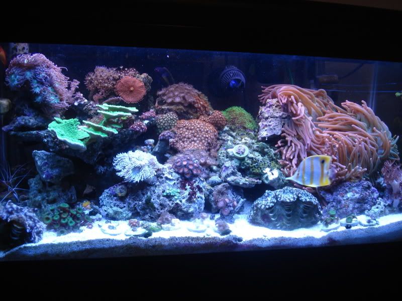 fishtank4-09014.jpg