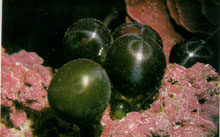 Valonia_ventricosa.jpg