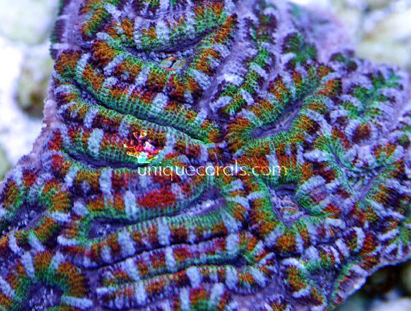 rainbow_acan_macro.jpg