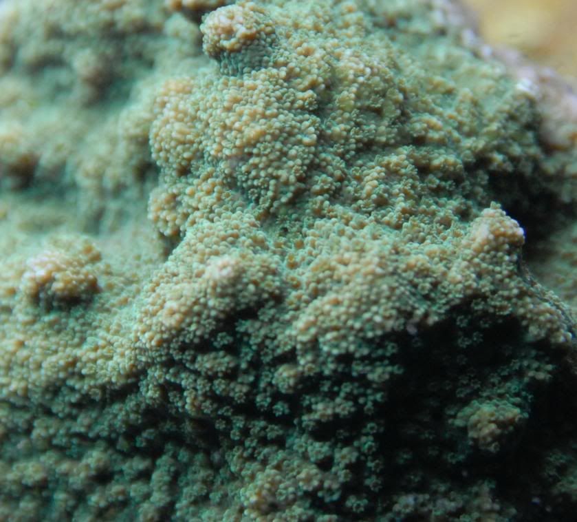 greenencrust.jpg