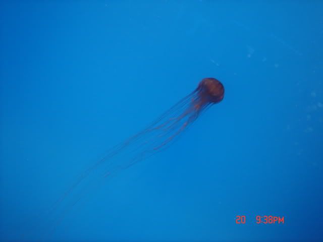 DSC01466.jpg