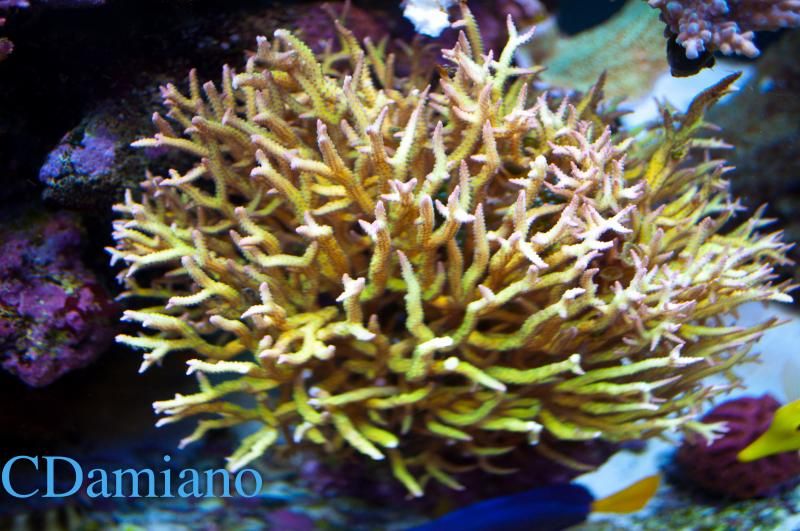 DSC_0025_zps89695cb3.jpg