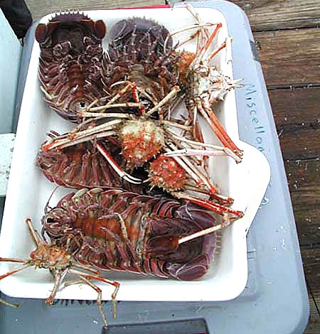trapcatch_450.jpg