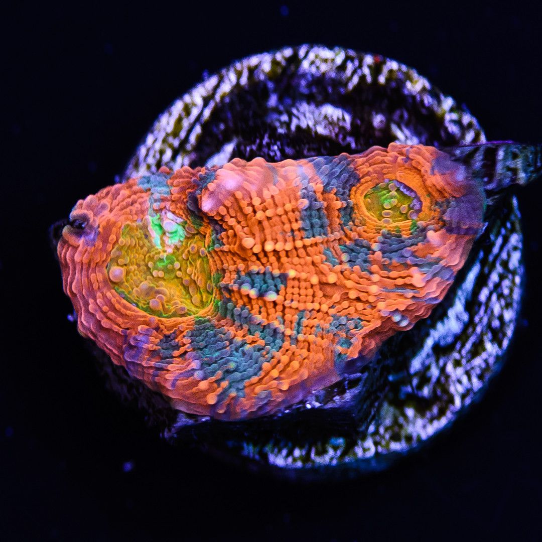 w0916-19.jpg