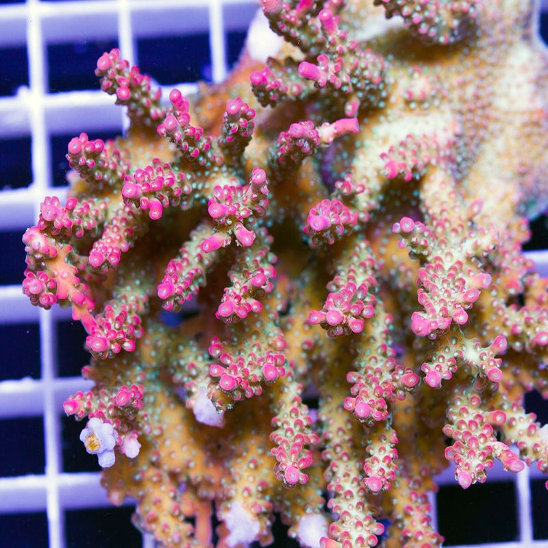 newcoral1715b.jpg