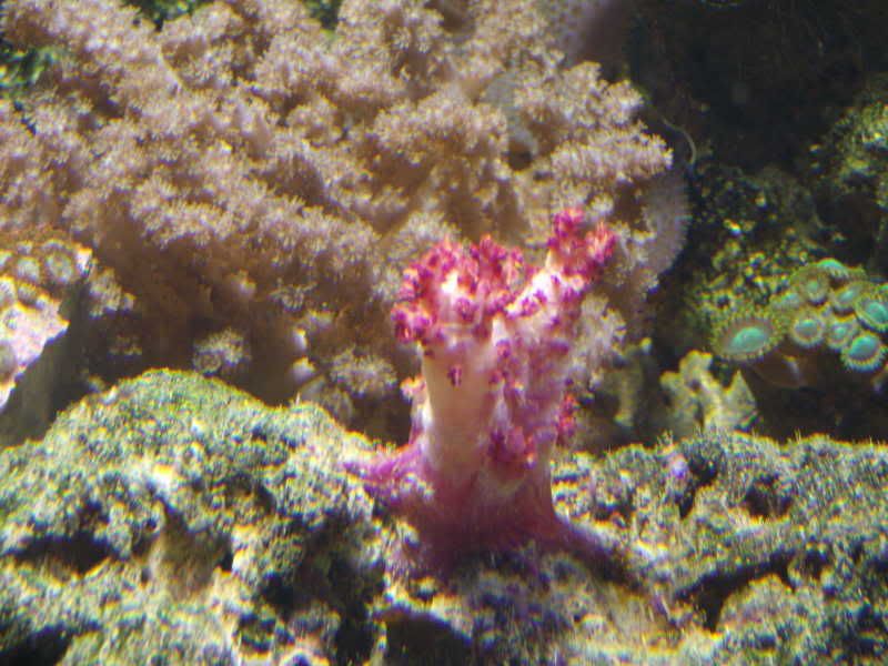 jayfish020.jpg
