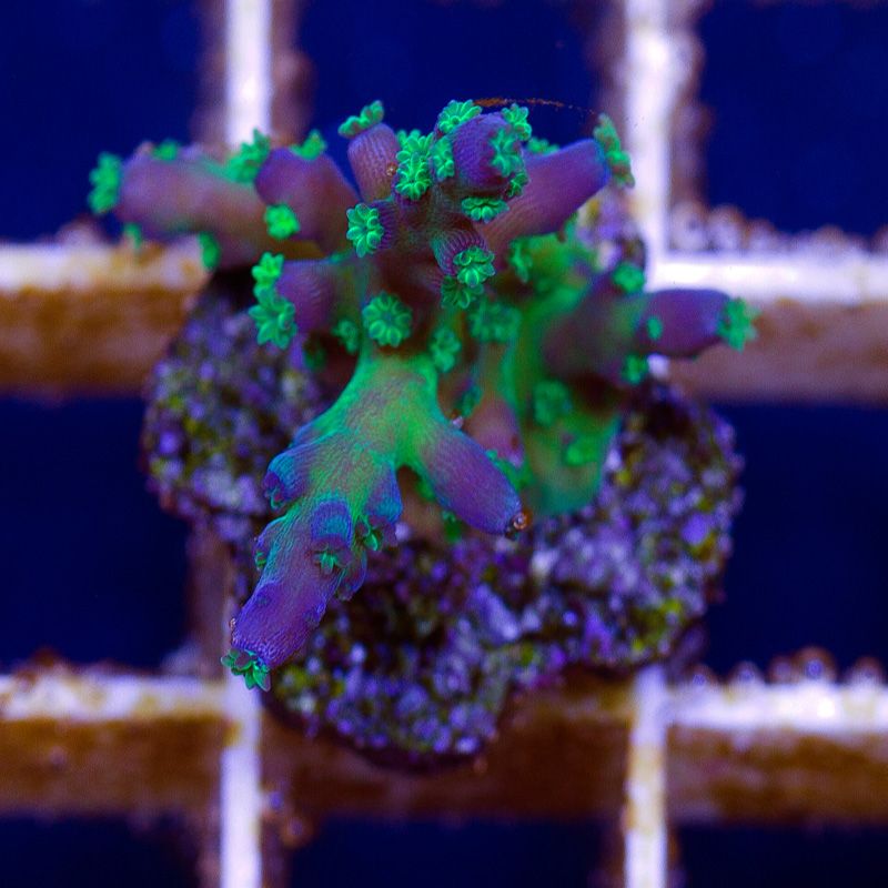 newcorals-3000b.jpg~original