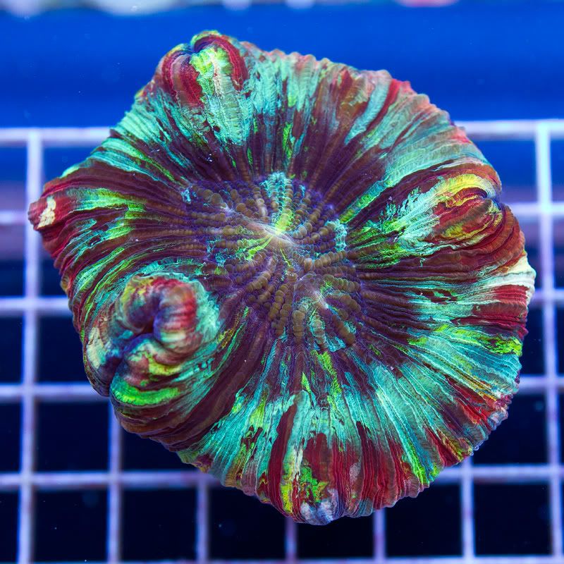 Corals_5-2.jpg