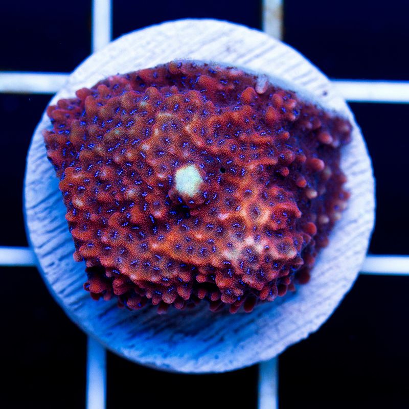 newcoral010b.jpg